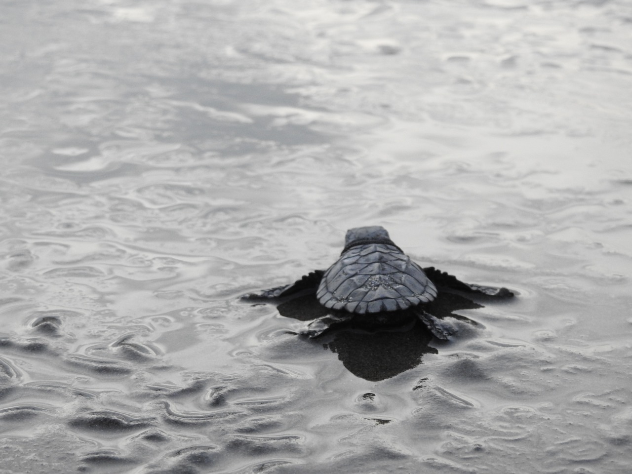 Comunidad de Las Tunas protege tortugas marinas
